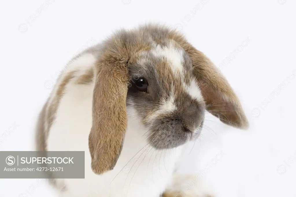 Lop-Eared Rabbit Against White Background