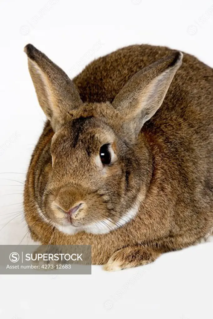 Normandy Domestic Rabbit, Adult Against White Background