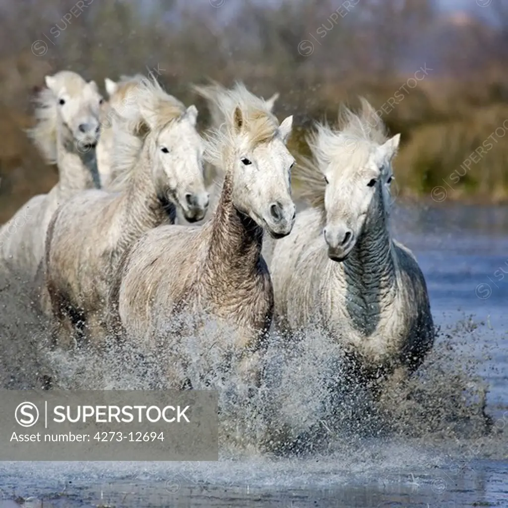 Camargue Horse, Herd Standing In Swamp, Saintes Marie De La Mer In Camargue, In The South Of France
