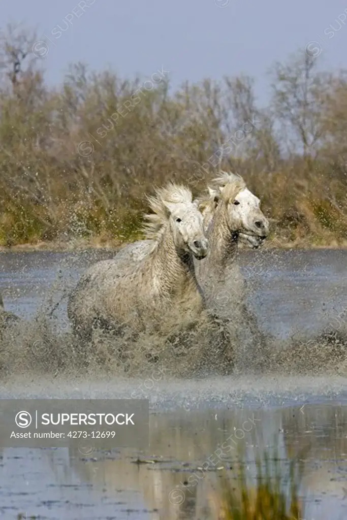Camargue Horse, Pair Galopping In Swamp, Saintes Marie De La Mer In South Of France
