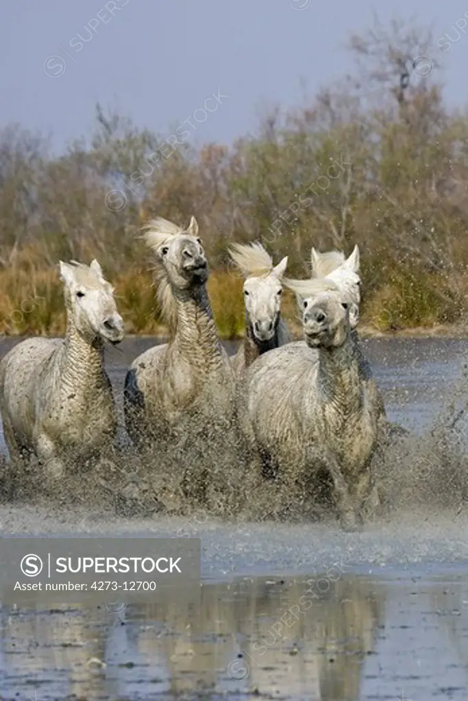 Camargue Horse, Herd Galopping In Swamp, Saintes Marie De La Mer In South Of France