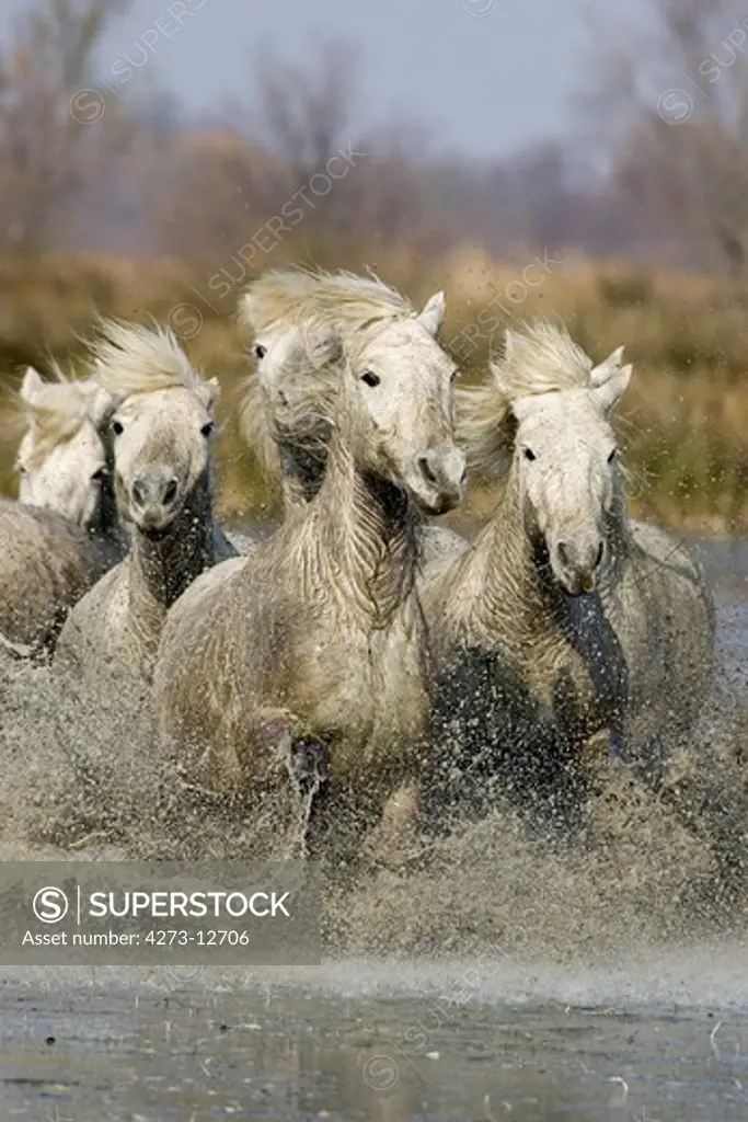 Camargue Horse, Herd Galopping In Swamp, Saintes Marie De La Mer In South Of France