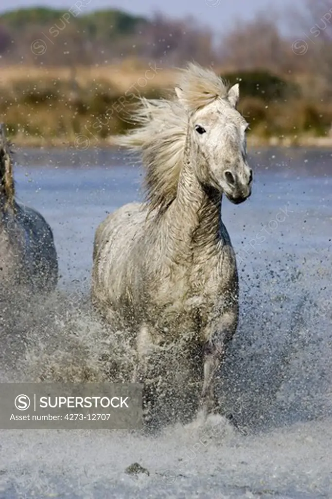 Camargue Horse, Galopping In Swamp, Saintes Marie De La Mer In South Of France