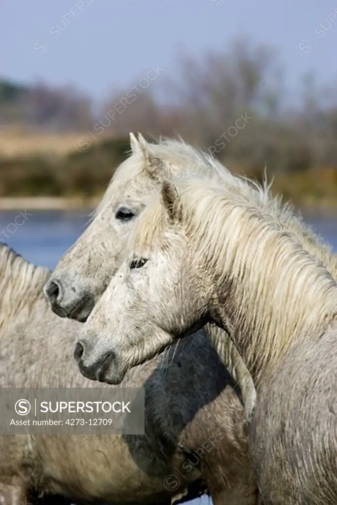 Camargue Horse, Herd Standing In Swamp, Saintes Marie De La Mer In South Of France