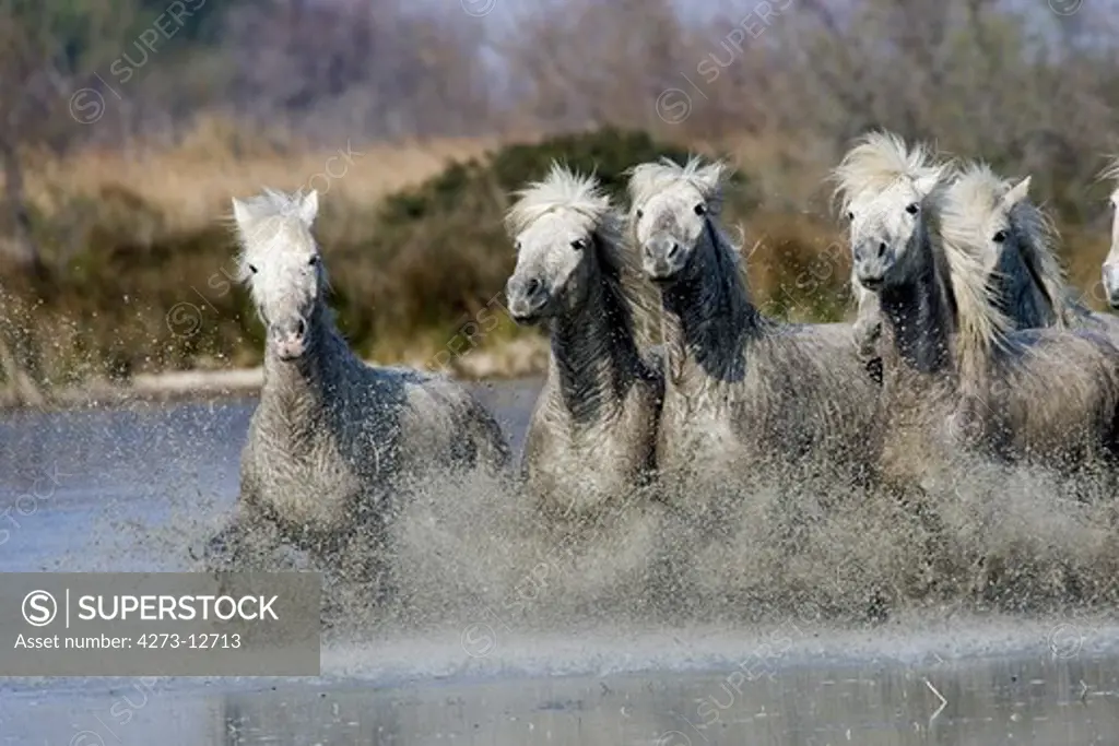 Camargue Horse, Herd Galloping In Water, Saintes Marie De La Mer In The South Of France