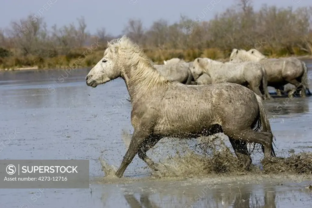 Camargue Horse, Herd Standing In Water, Saintes Marie De La Mer In The South Of France