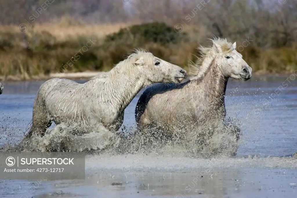 Camargue Horse, Pair Galopping In Swamp, Saintes Marie De La Mer In South Of France
