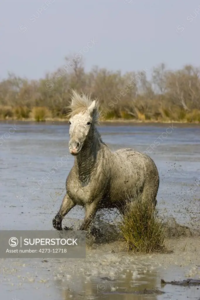 Camargue Horse, Adult Standing In Swamp, Saintes Marie De La Mer In Camargue, In The South Of France