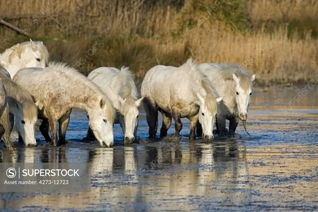 Camargue Horse, Herd Drinking Water, Saintes Marie De La Mer In The South Of France