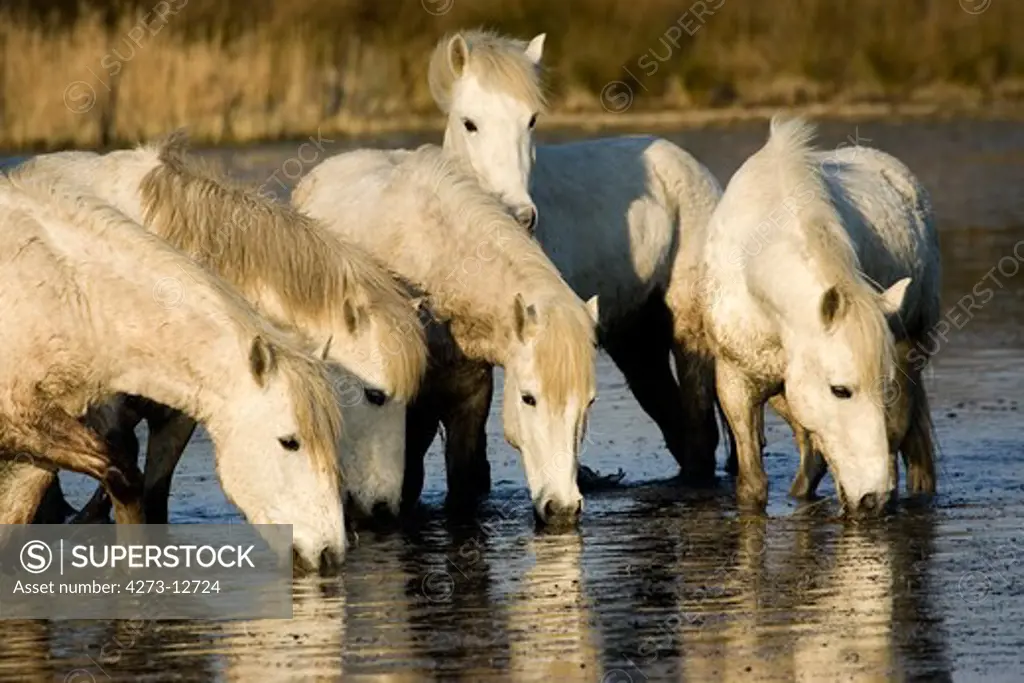 Camargue Horse, Herd Drinking In Swamp, Saintes Marie De La Mer In South Of France