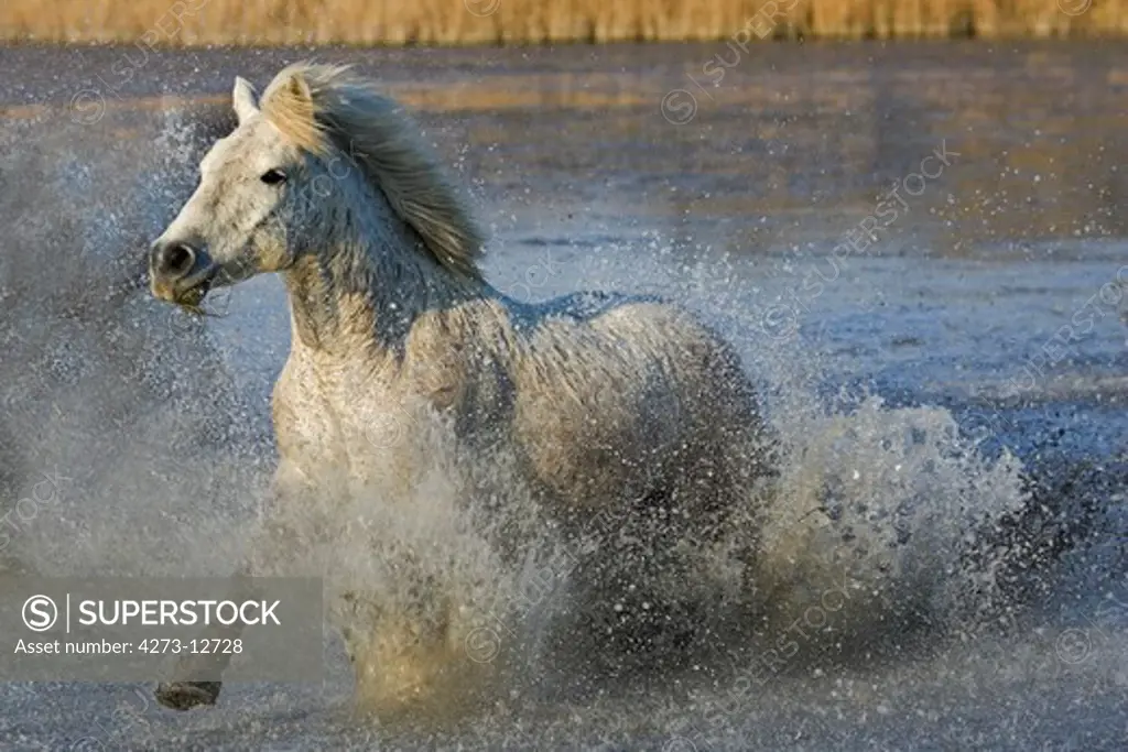 Camargue Horse Galloping In Swamp, Saintes Marie De La Mer In The South Of France