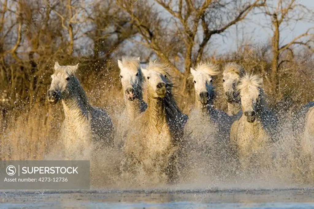 Camargue Horses, Herd Standing In Swamp, Saintes Marie De La Mer In The South Of France