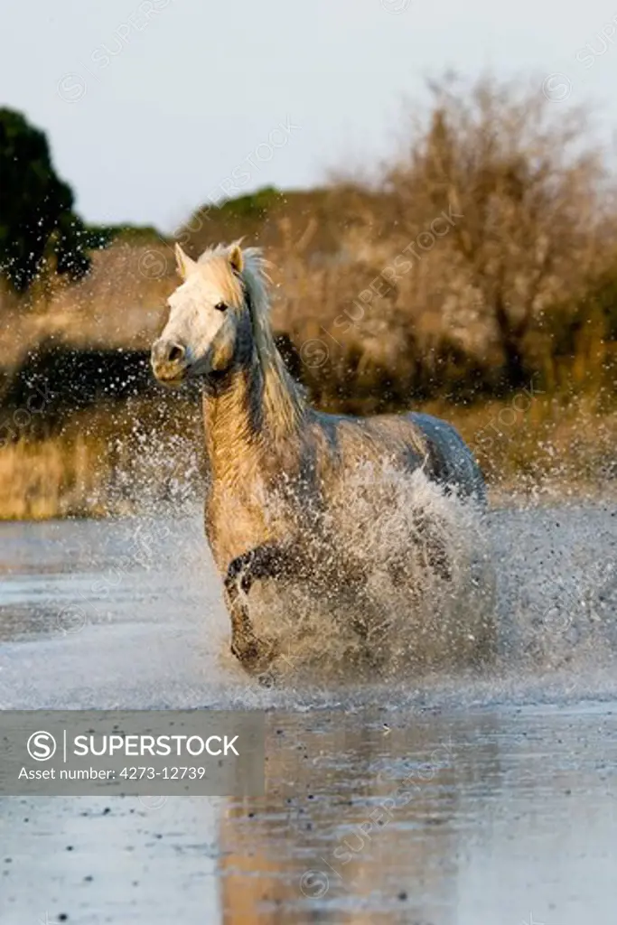 Camargue Horse,  Adult Galloping In Swamp, Saintes Marie De La Mer In The South Of France