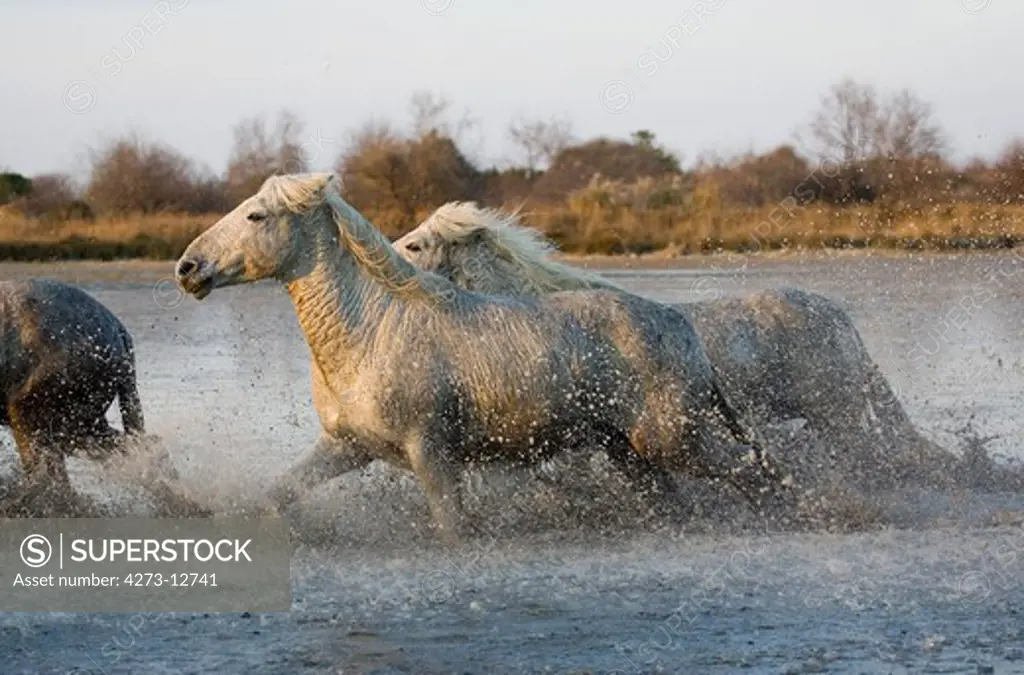 Camargue Horse, Herd Galloping In Swamp, Saintes Marie De La Mer In The South Of France