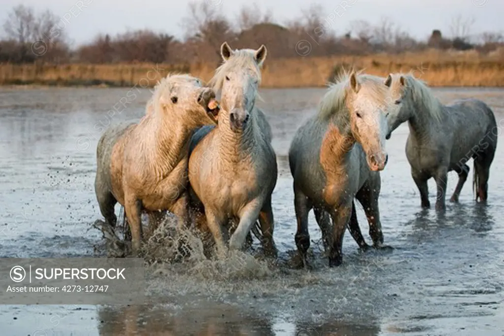 Camargue Horses, Herd Standing In Swamp, Saintes Marie De La Mer In The South Of France