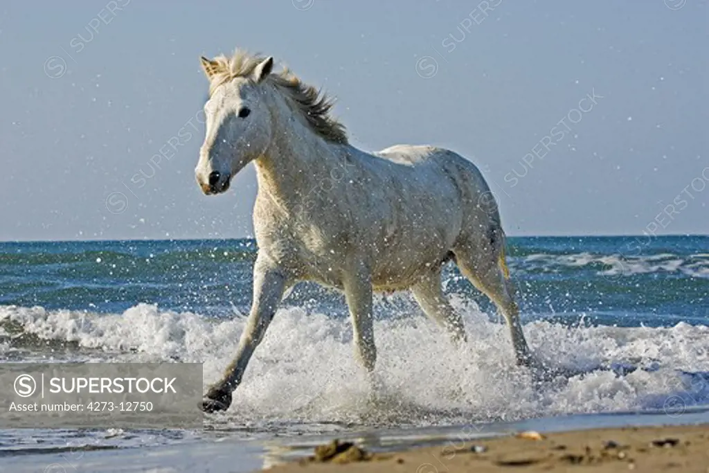 Camargue Horse, Galopping On Beach, Saintes Marie De La Mer In South Of France