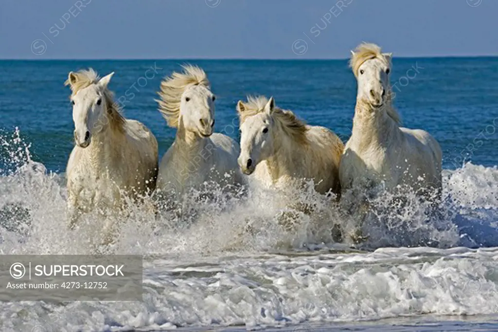 Camargue Horses, Herd Galloping On The Beach, Saintes Marie De La Mer In The South Of France