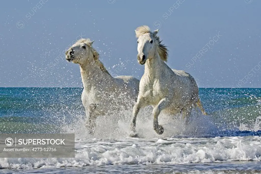 Camargue Horses Galloping On The Beach, Saintes Marie De La Mer In The South Of France