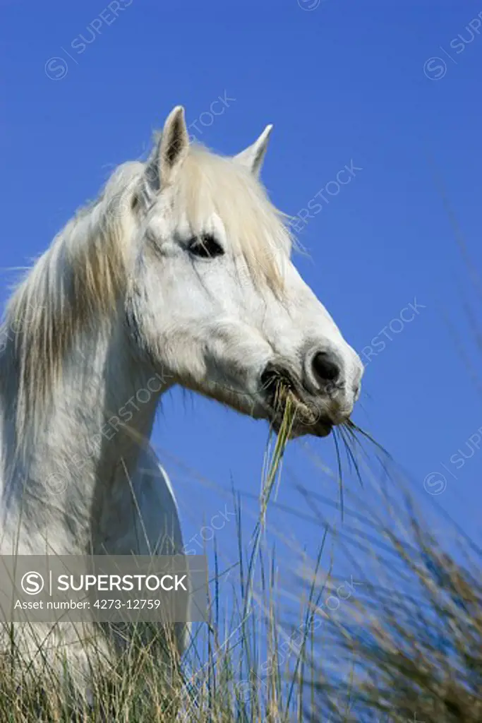 Camargue Horse, Adult Eating Grass, Saintes Marie De La Mer In Camargue, In The South Of France