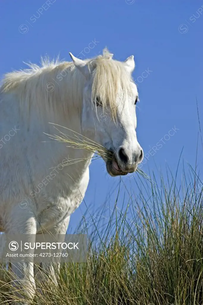 Camargue Horse, Adult Eating Grass, Saintes Marie De La Mer In South Of France