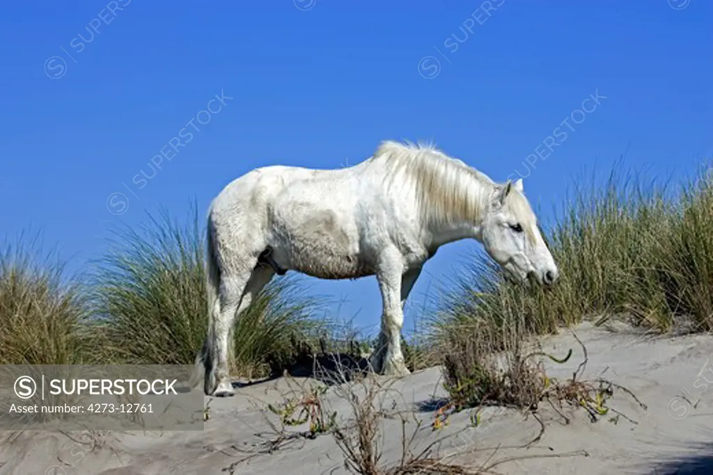 Camargue Horse, Adult Eating Long Grass, Saintes Marie De La Mer In Camargue, In The South Of France