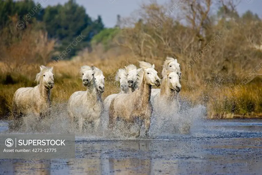 Camargue Horse, Herd Standing In Swamp, Saintes Marie De La Mer In Camargue, In The South Of France