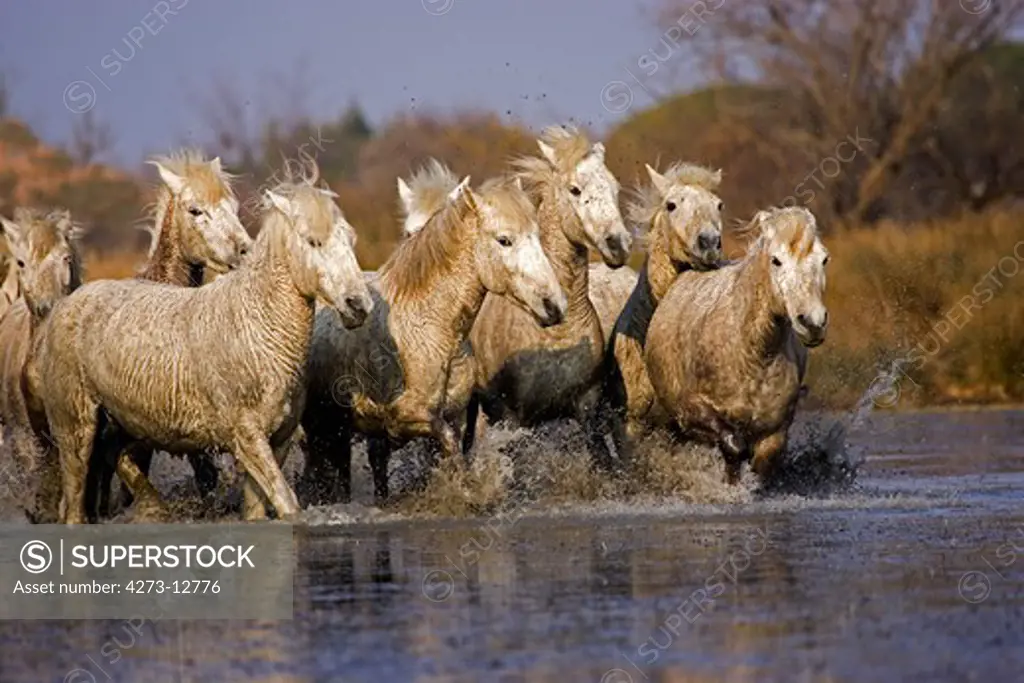 Camargue Horse, Herd Standing In Swamp, Saintes Marie De La Mer In The South Of France