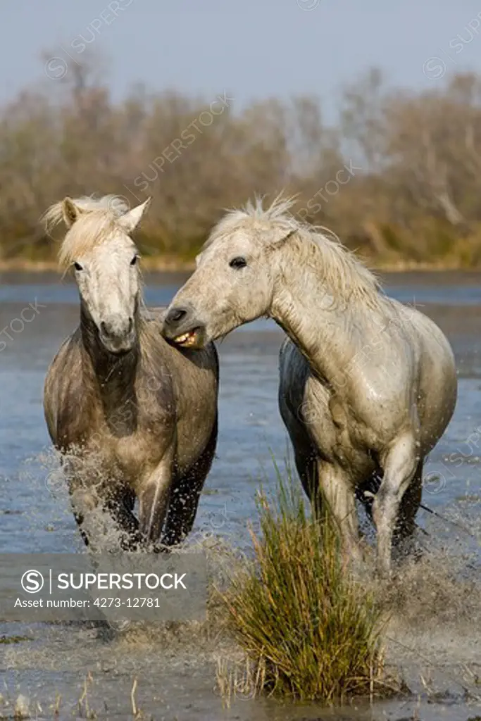 Camargue Horse, Pair Standing In Swamp, Saintes Marie De La Mer In The South Of France