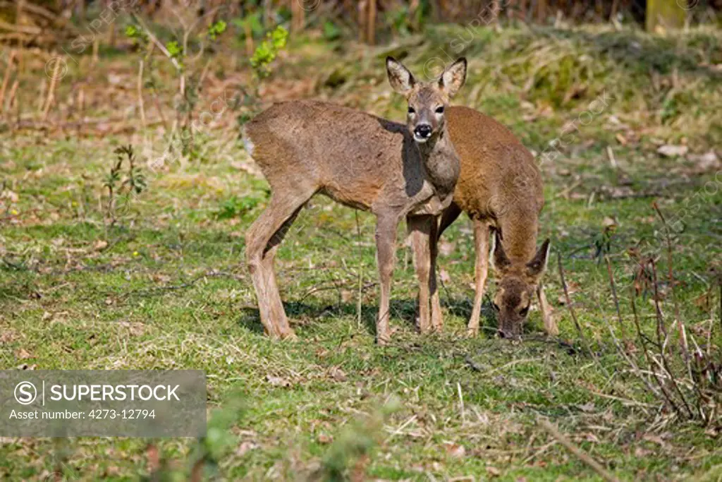 Roe Deer Capreolus Capreolus, Pair Of Females, Normandy In France
