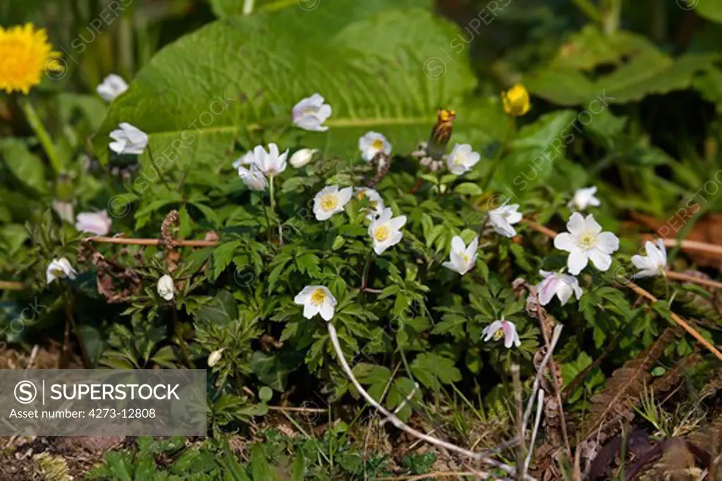 Wood Anemone, Anemone Nemorosa, Flowers In Normandy