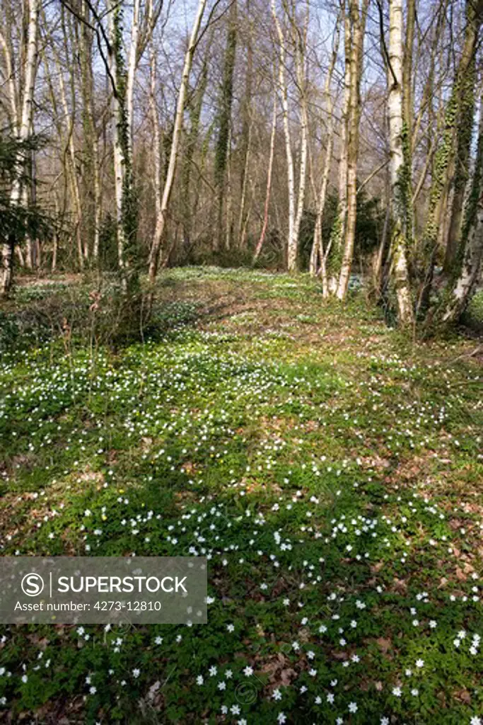 Wood Anemone, Anemone Nemorosa, Forest In Normandy