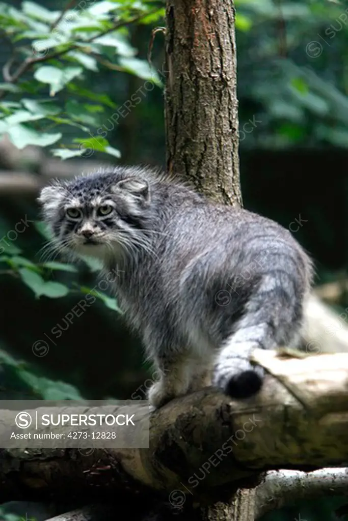 Manul Or Pallas'S Cat, Otocolobus Manul, Adult