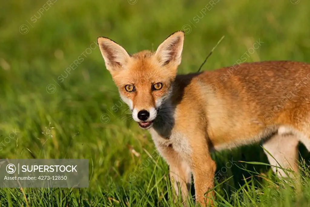 Red Fox Vulpes Vulpes, Adult Standing On Grass, Normandy In France