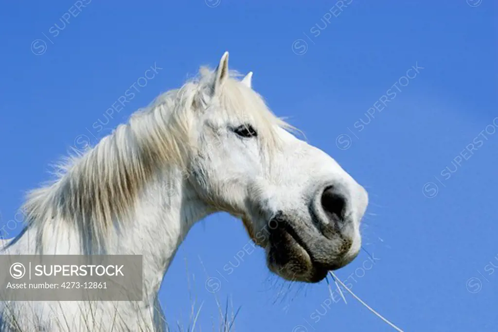 Camargue Horse, Close-Up Of Head, Saintes Marie De La Mer In South Of France