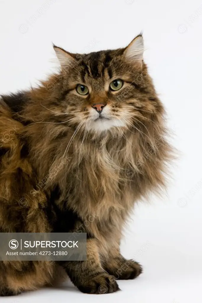 Angora Domestic Cat, Male Sitting Against White Background