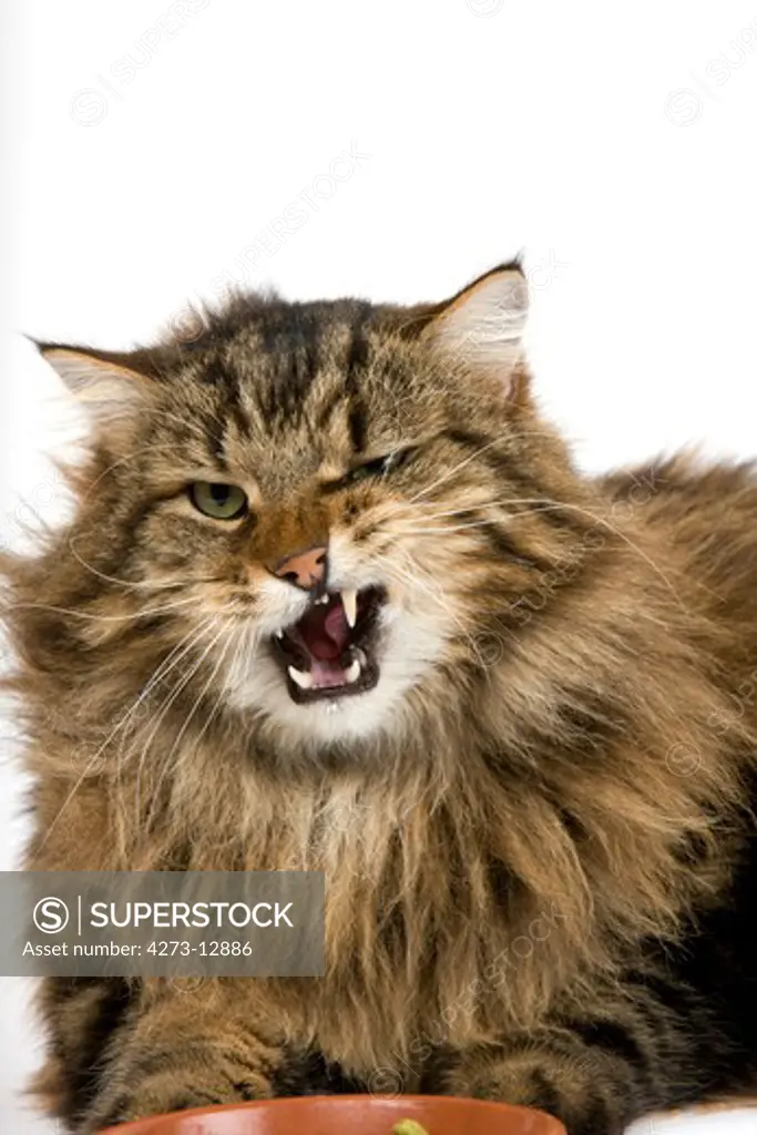 Angora Domestic Cat, Male With Funny Face Against White Background