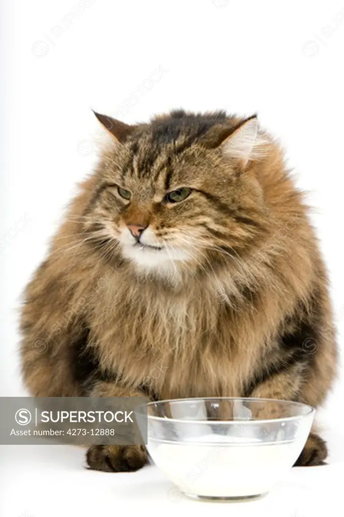 Angora Domestic Cat, Male With Milk Against White Background