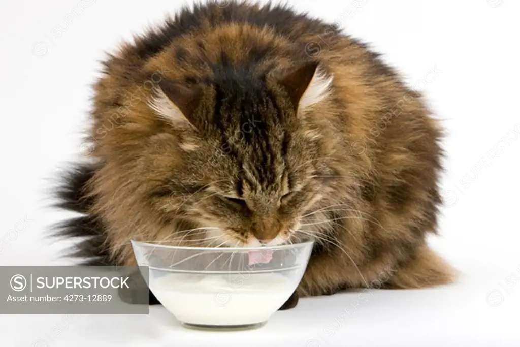 Angora Domestic Cat, Male Drinking Milk Against White Background
