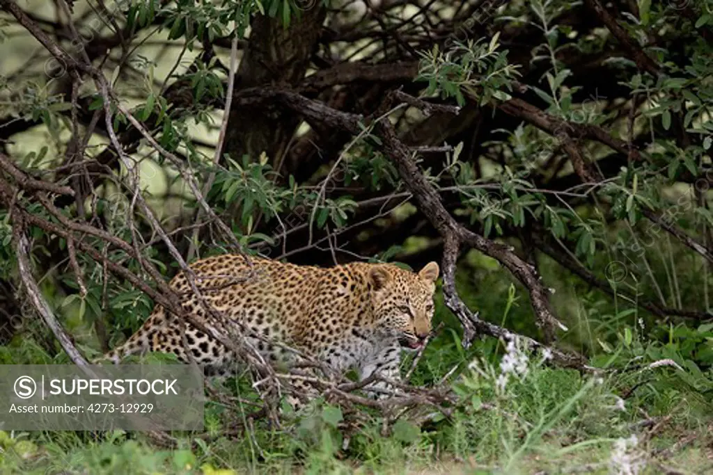 Leopard (4 Months Old Cub) Panthera Pardus, Young Emerging From Branches, Namibia