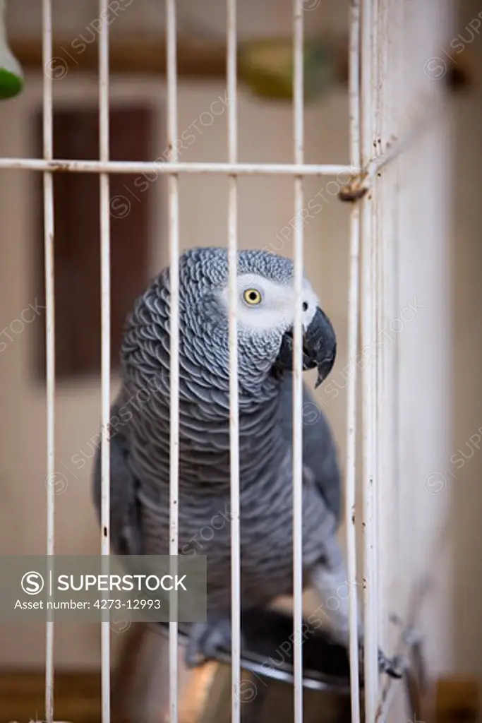 African Grey Parrot Psittacus Erithacus In Cage, Namibia