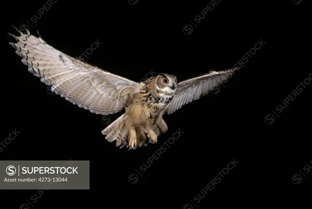 European Eagle Owl Bubo Bubo, Adult In Flight, Normandy In France