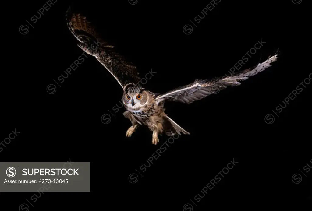 European Eagle Owl Bubo Bubo, Adult In Flight, Normandy In France
