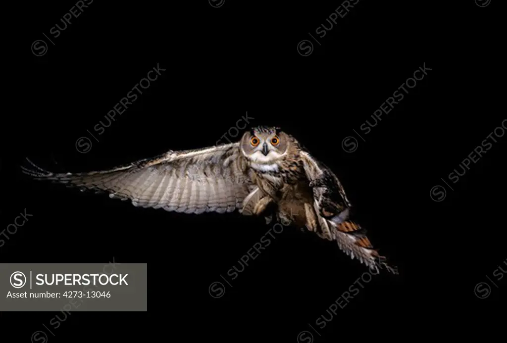 European Eagle Owl Bubo Bubo, Adult In Flight, Normandy In France