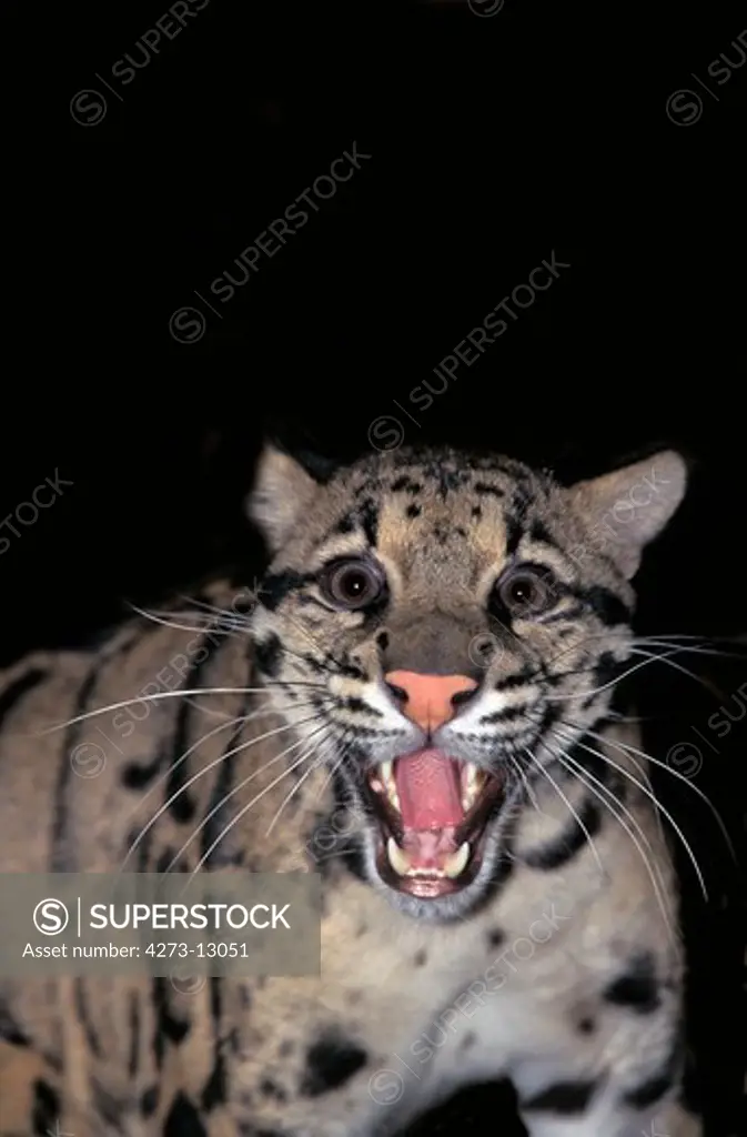 Clouded Leopard Neofelis Nebulosa, Portrait Of Adult Snarling