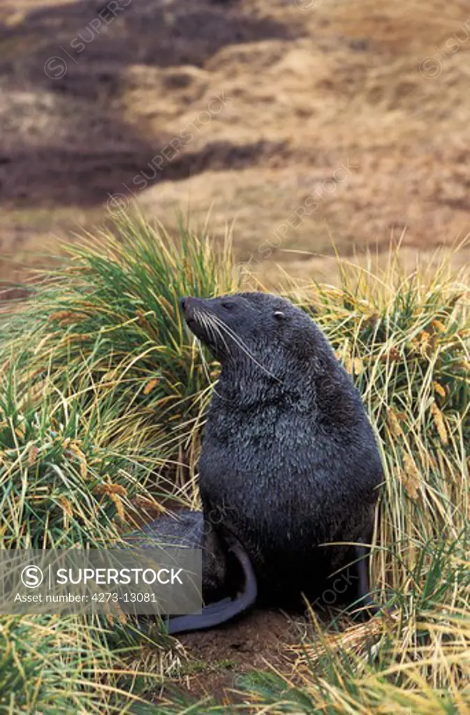Antarctic Fur Seal, Arctocephalus Gazella, Adult Standing In Long Grass 350098 Gerard Lacz
