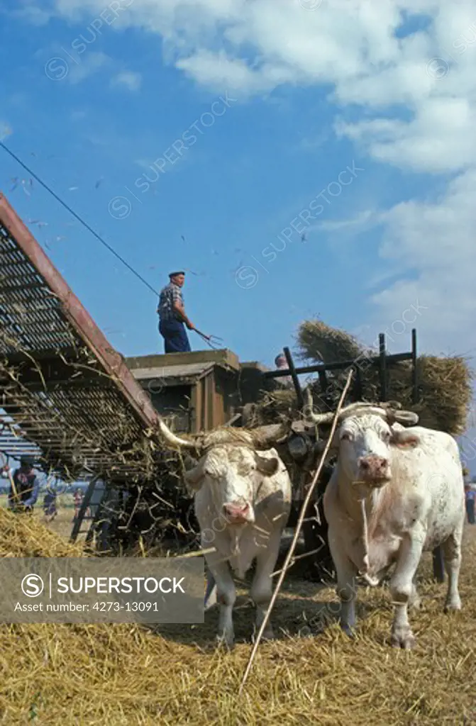 Charolais Cattle, A French Breed, Ox Pulling Cart, Old Harvest