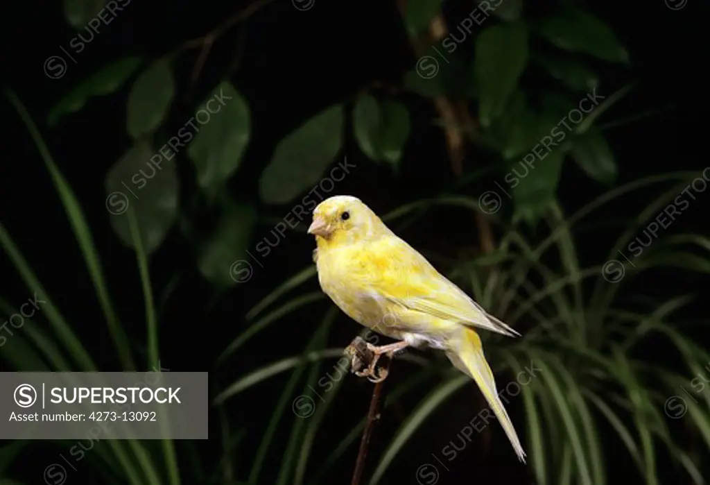 Malinois Canary Or Song Canary, Serinus Canaria, Adult