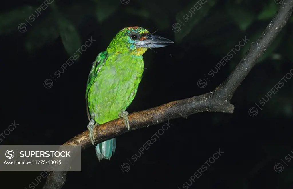 Barbet Bird, Adult Perched On Branch