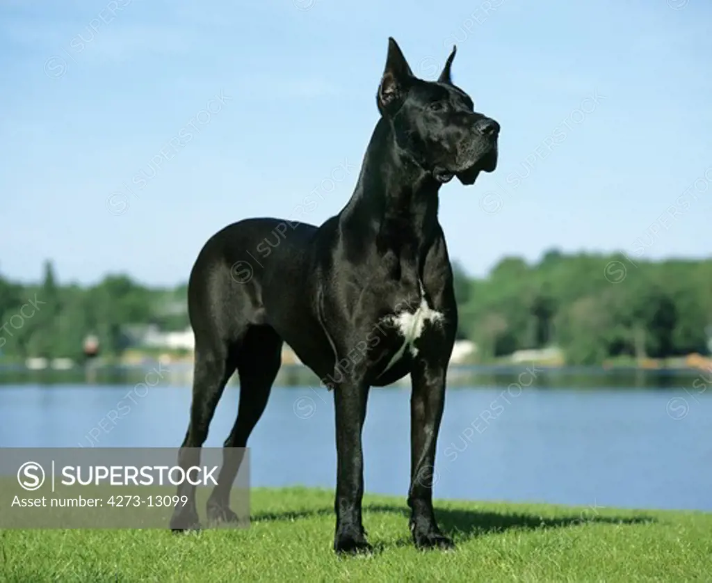 Great Dane Or German Mastiff Dog (Old Standard Breed With Cut Ears)