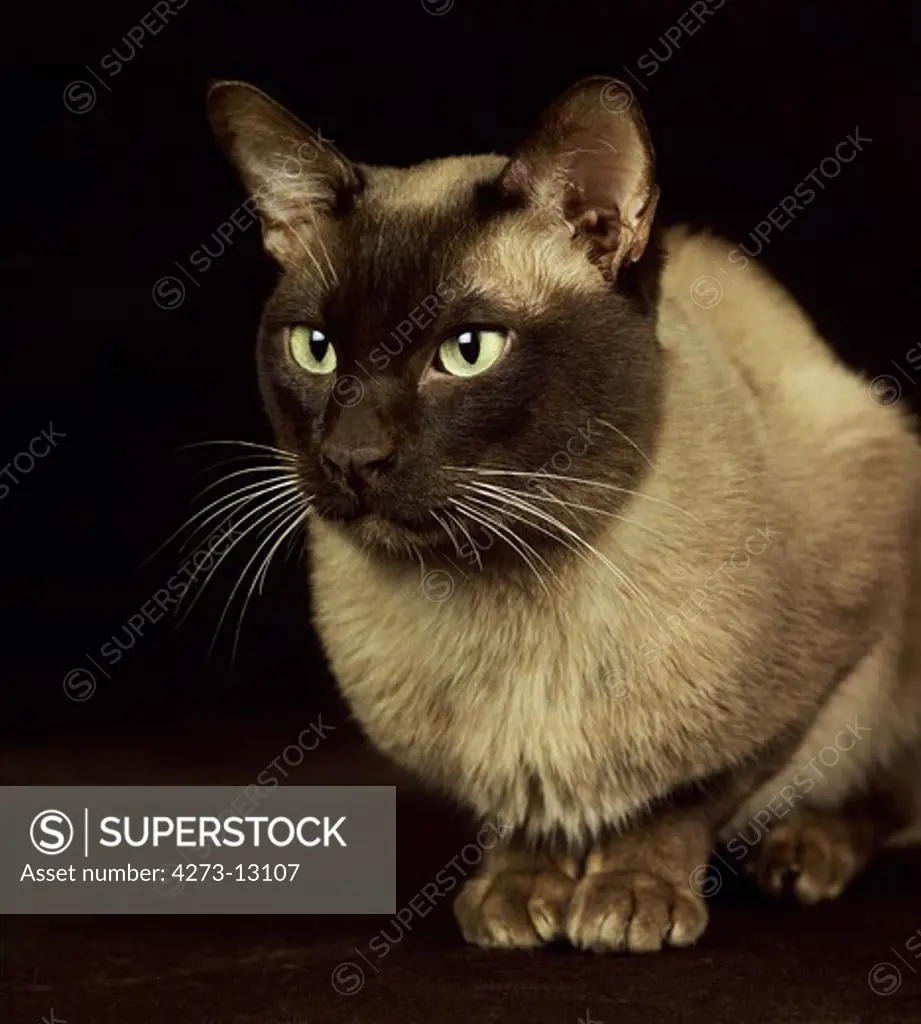 Chocolate Burmese Domestic Cat, Adult Against Black Background